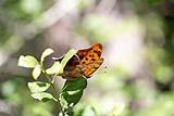 Question Mark Butterfly May 2021